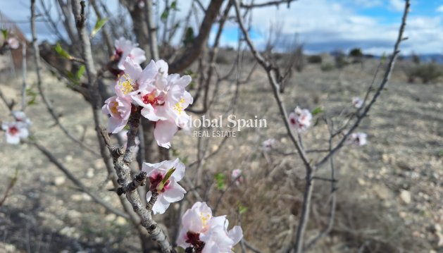 LAND - Resale - SALINAS -
                Salinas