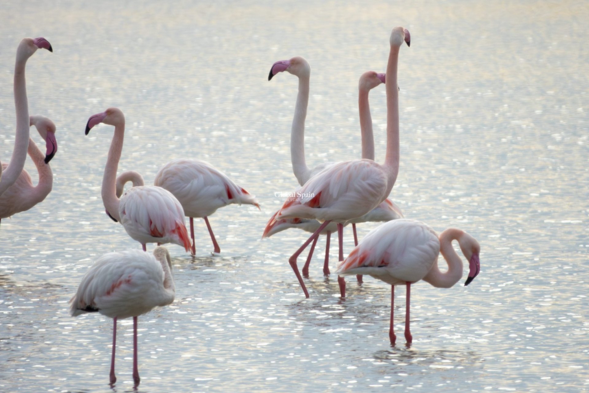 Location longue durée - APPARTEMENT -
SAN PEDRO DEL PINATAR - Lo Pagan