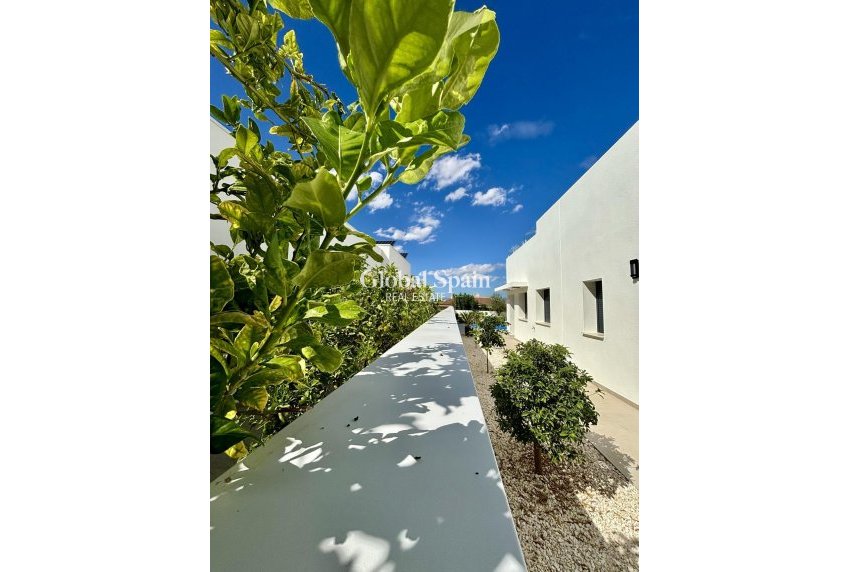 Neubau - VILLA -
BENIJÓFAR - Pueblo