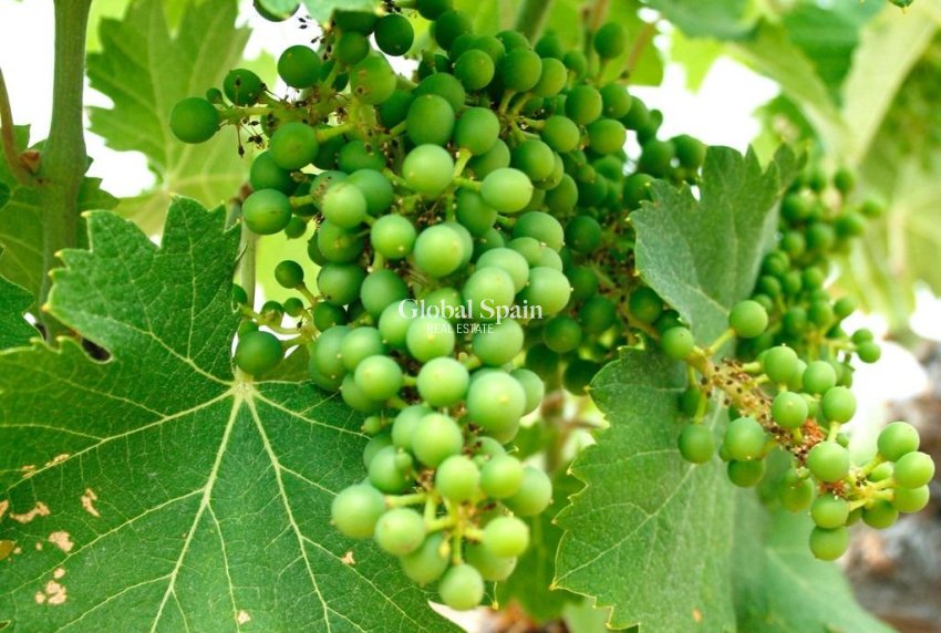 Nieuwbouw - VILLA -
YECLA - Yecla