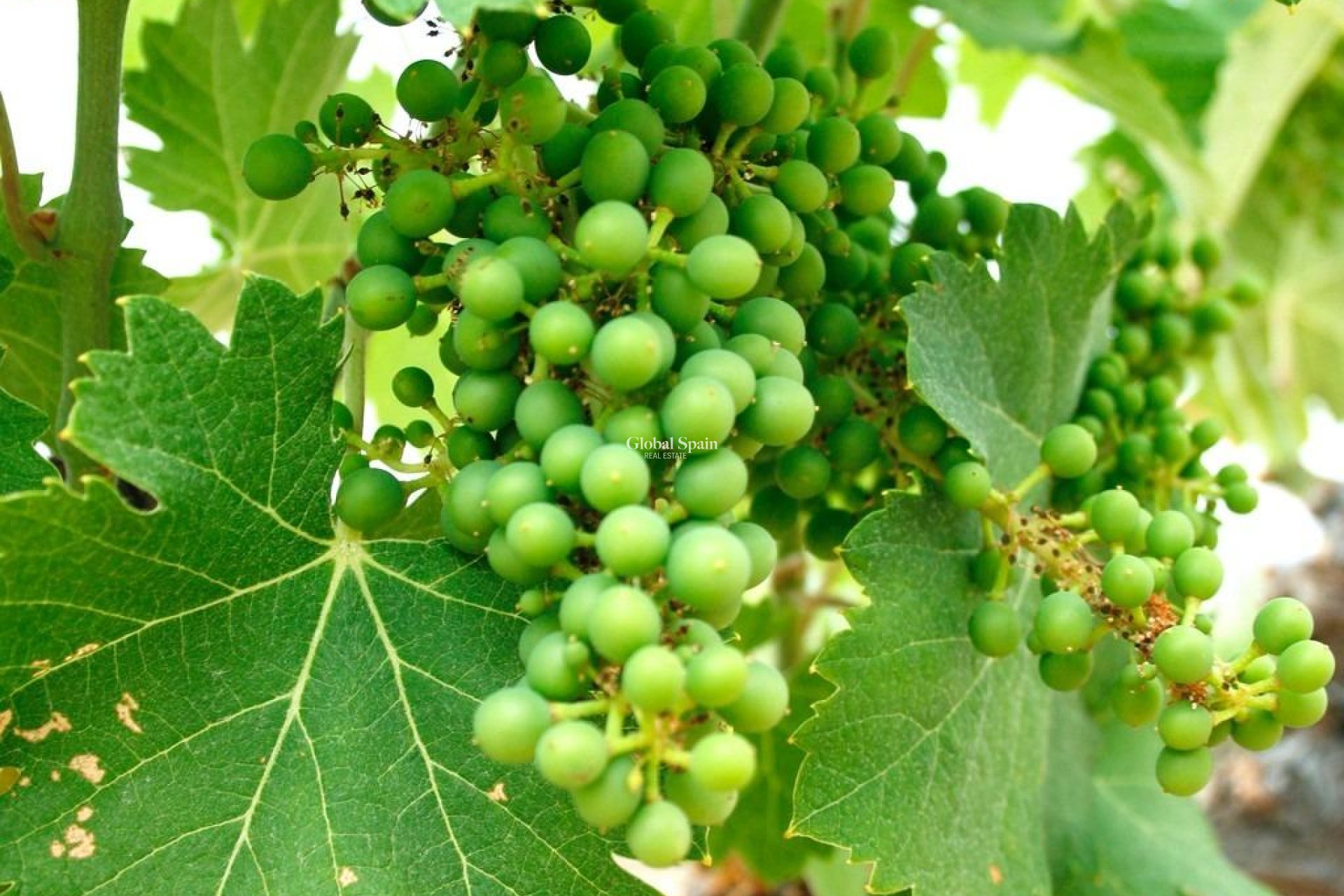 Nieuwbouw - VILLA -
YECLA - Yecla