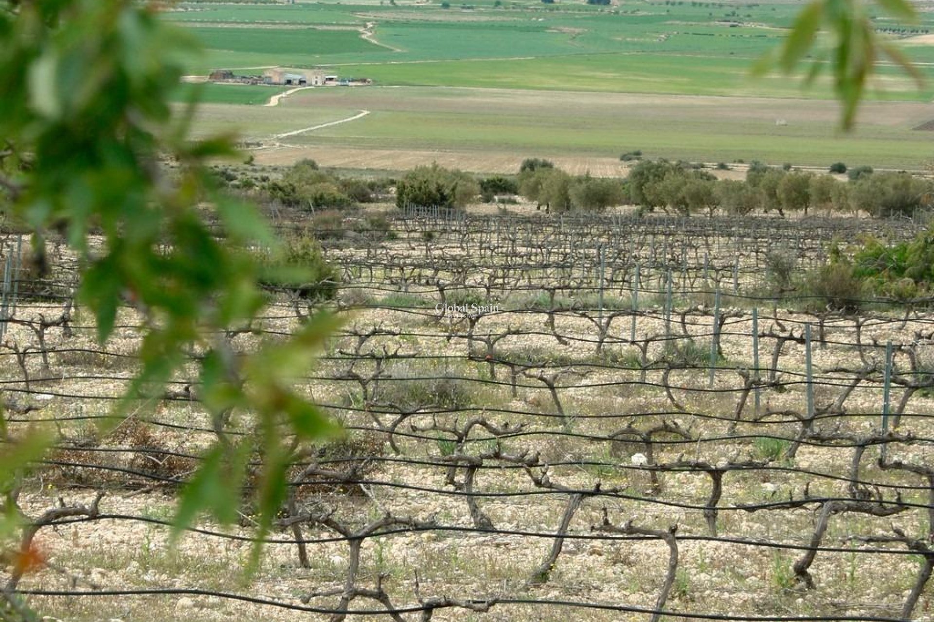 Nieuwbouw - VILLA -
YECLA - Yecla