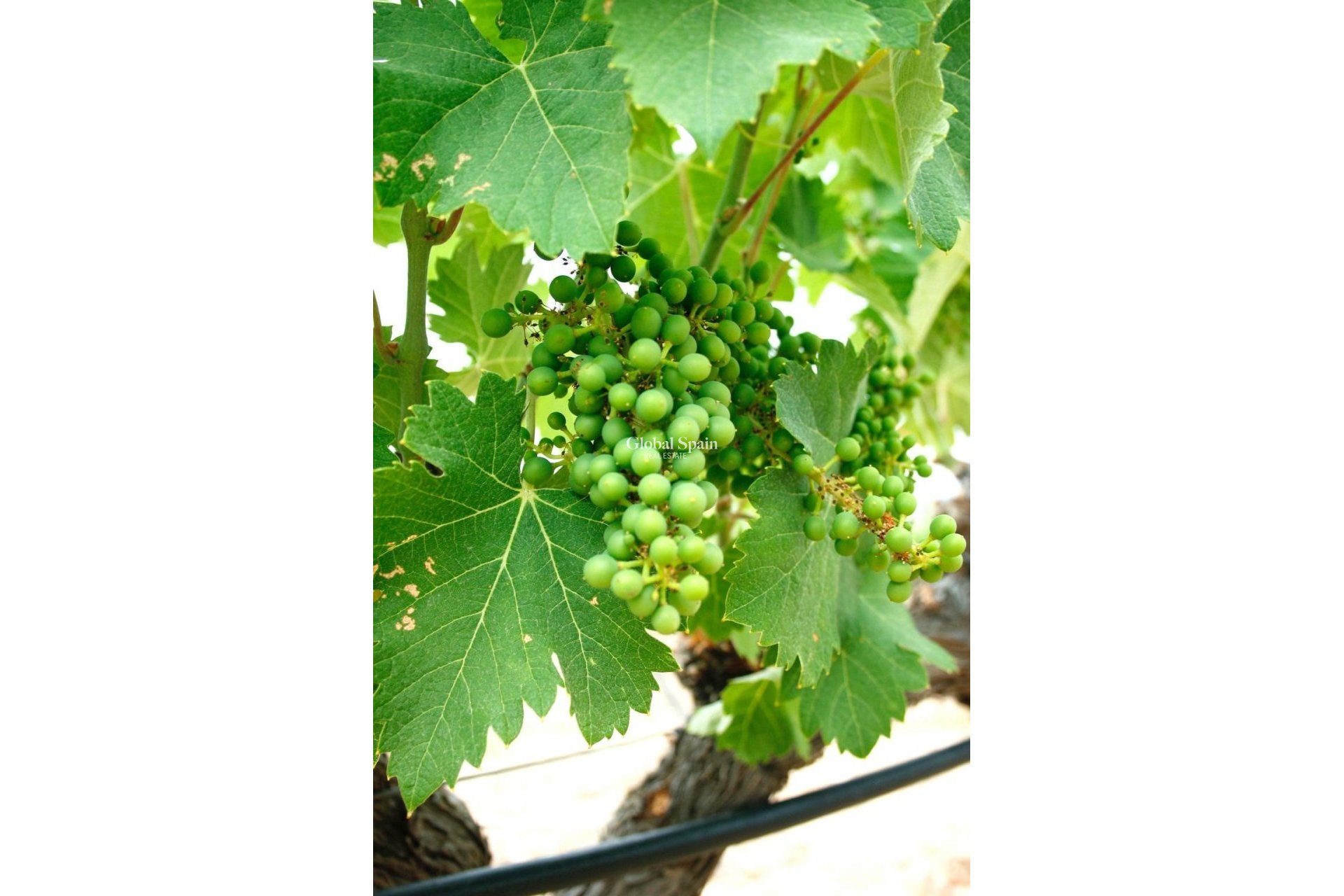 Nowo zbudowane - Willa -
Yecla