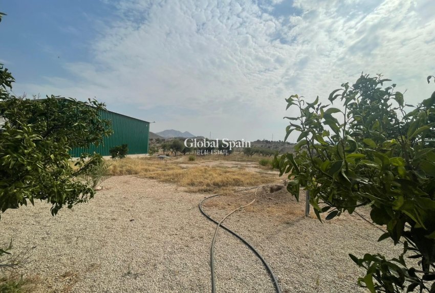 Odsprzedaż - 5. Finca / Nieruchomość wiejska -
Abanilla