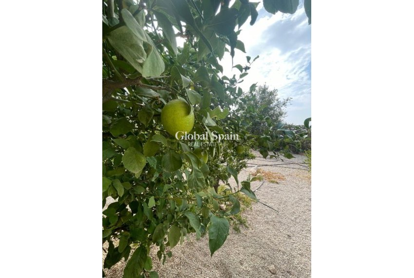 Odsprzedaż - 5. Finca / Nieruchomość wiejska -
Abanilla