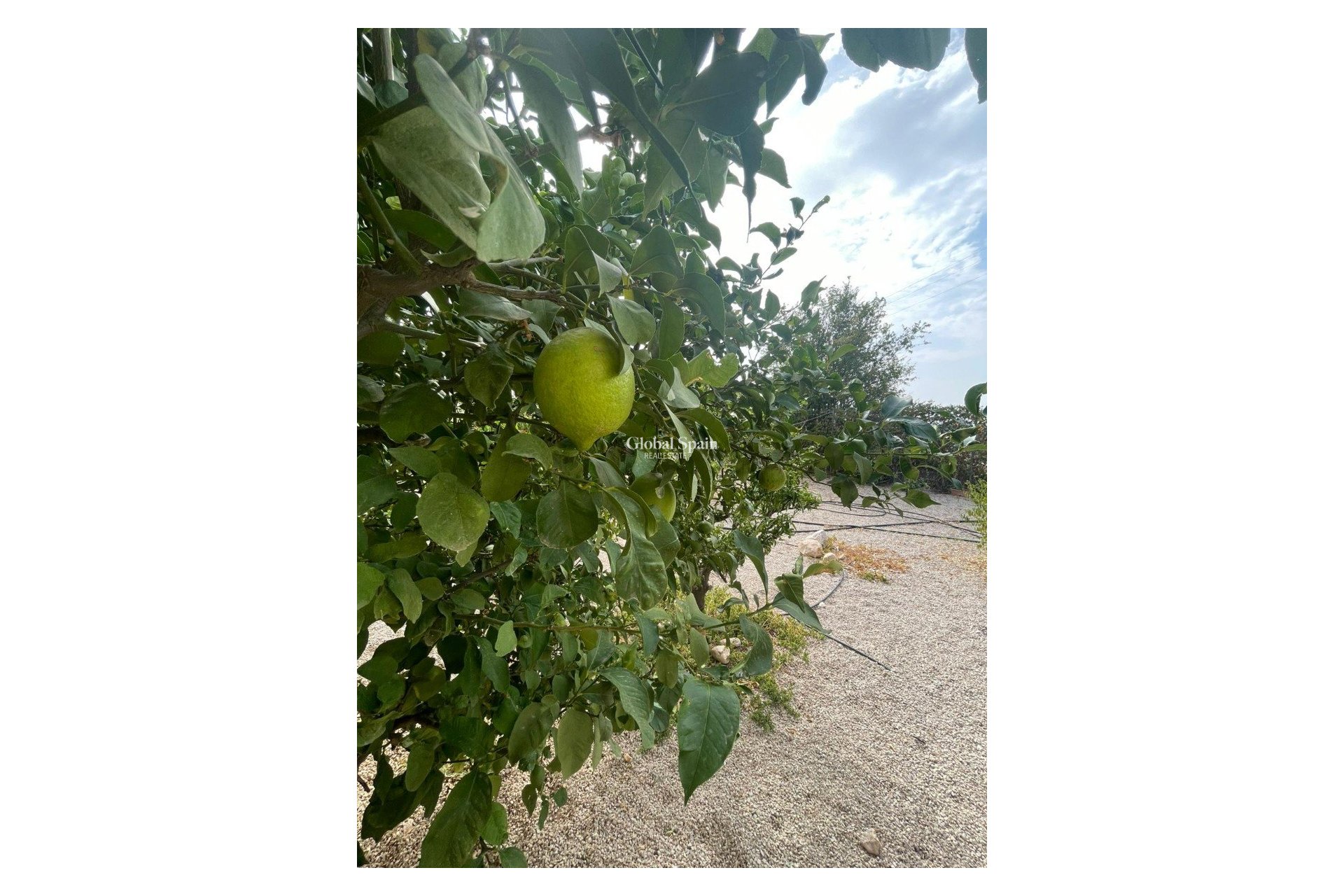 Odsprzedaż - 5. Finca / Nieruchomość wiejska -
Abanilla