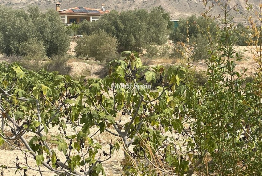 Odsprzedaż - 5. Finca / Nieruchomość wiejska -
Abanilla