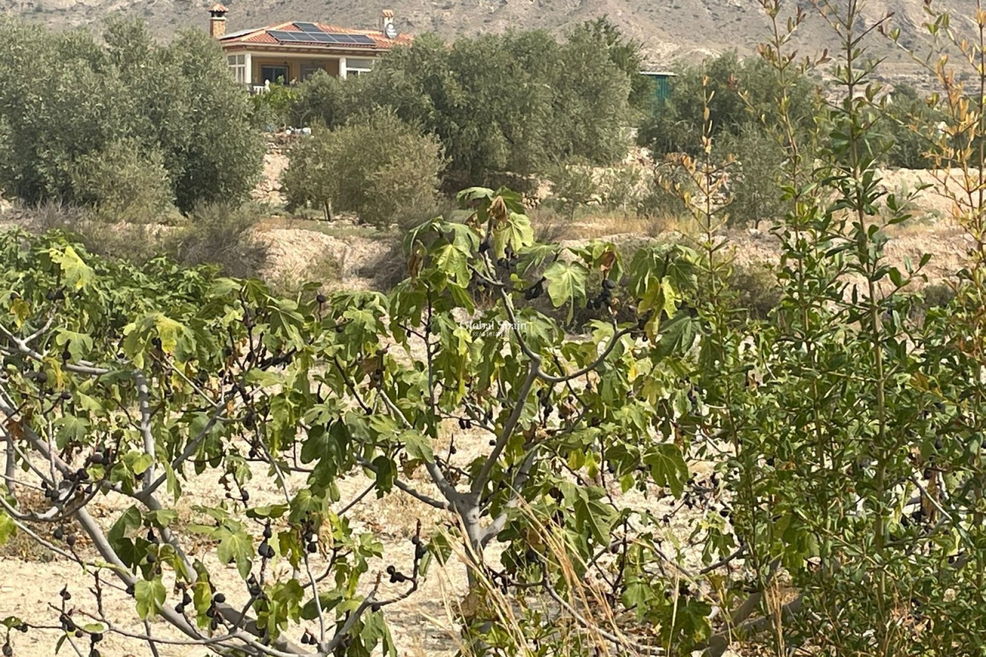 Odsprzedaż - 5. Finca / Nieruchomość wiejska -
Abanilla