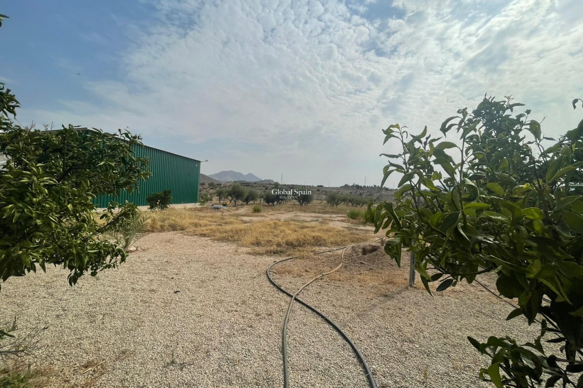 Odsprzedaż - 5. Finca / Nieruchomość wiejska -
Abanilla