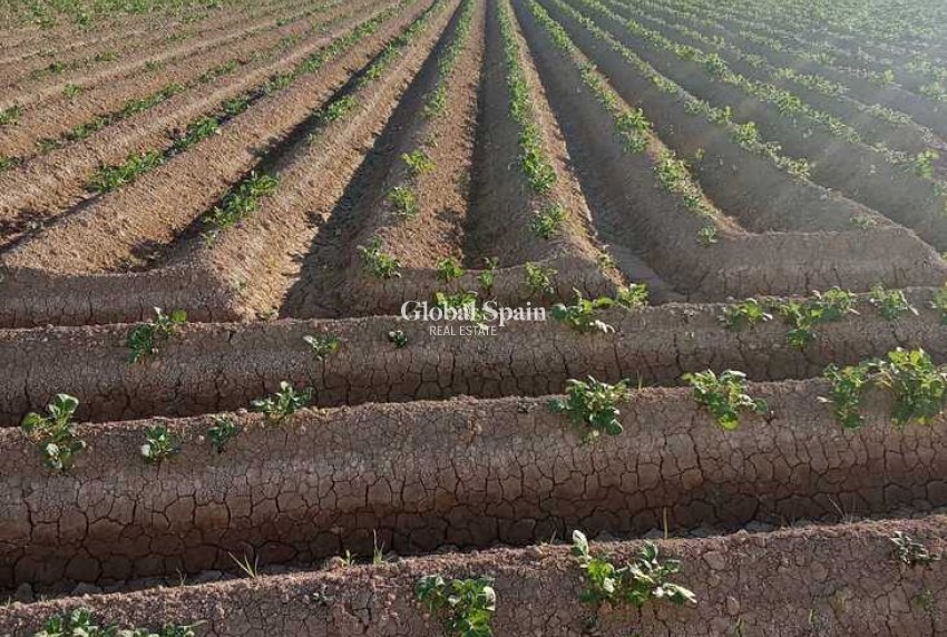 Odsprzedaż - DOM -
ARNEVA - LOS DESAMPARADOS