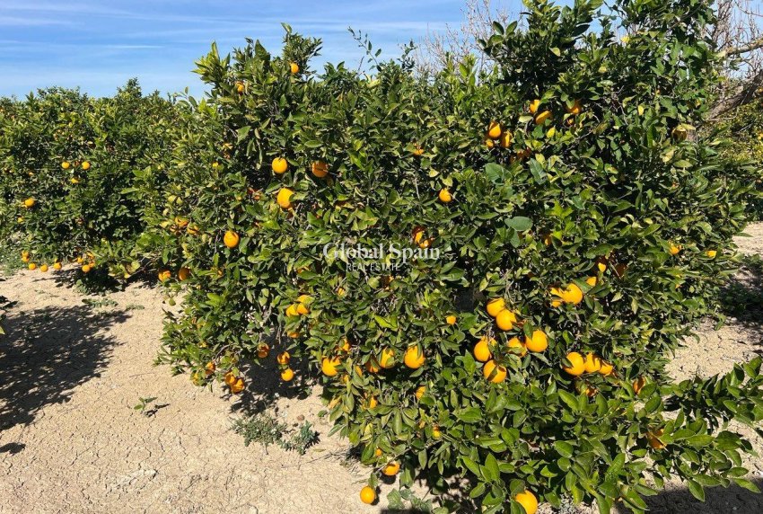 Odsprzedaż - DOM -
LOS MONTESINOS - Comunidad Valenciana