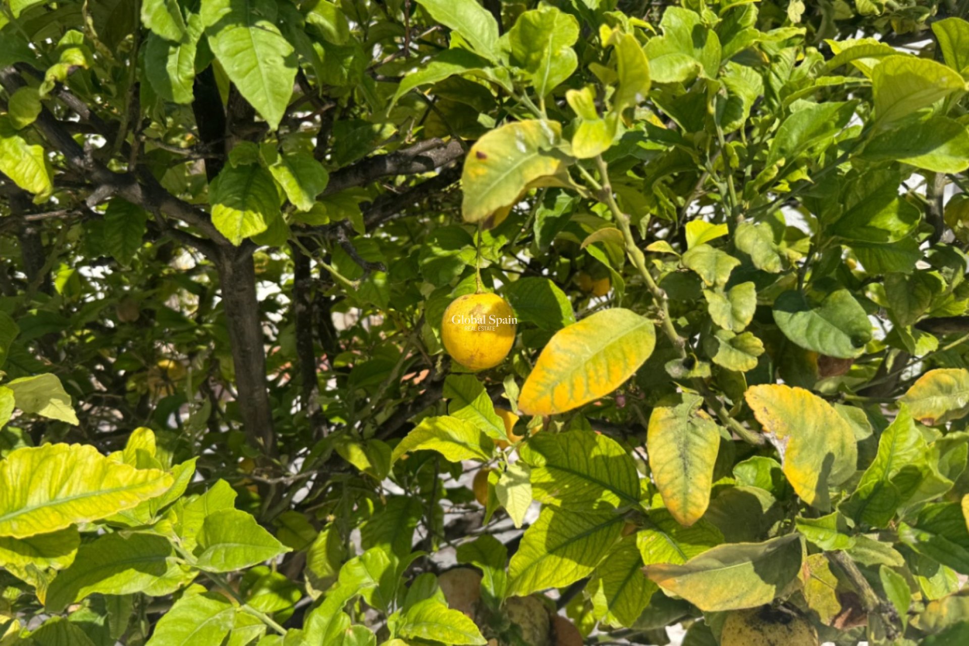 Odsprzedaż - Dom_szeregowy -
TORREVIEJA - Costa Blanca Sur