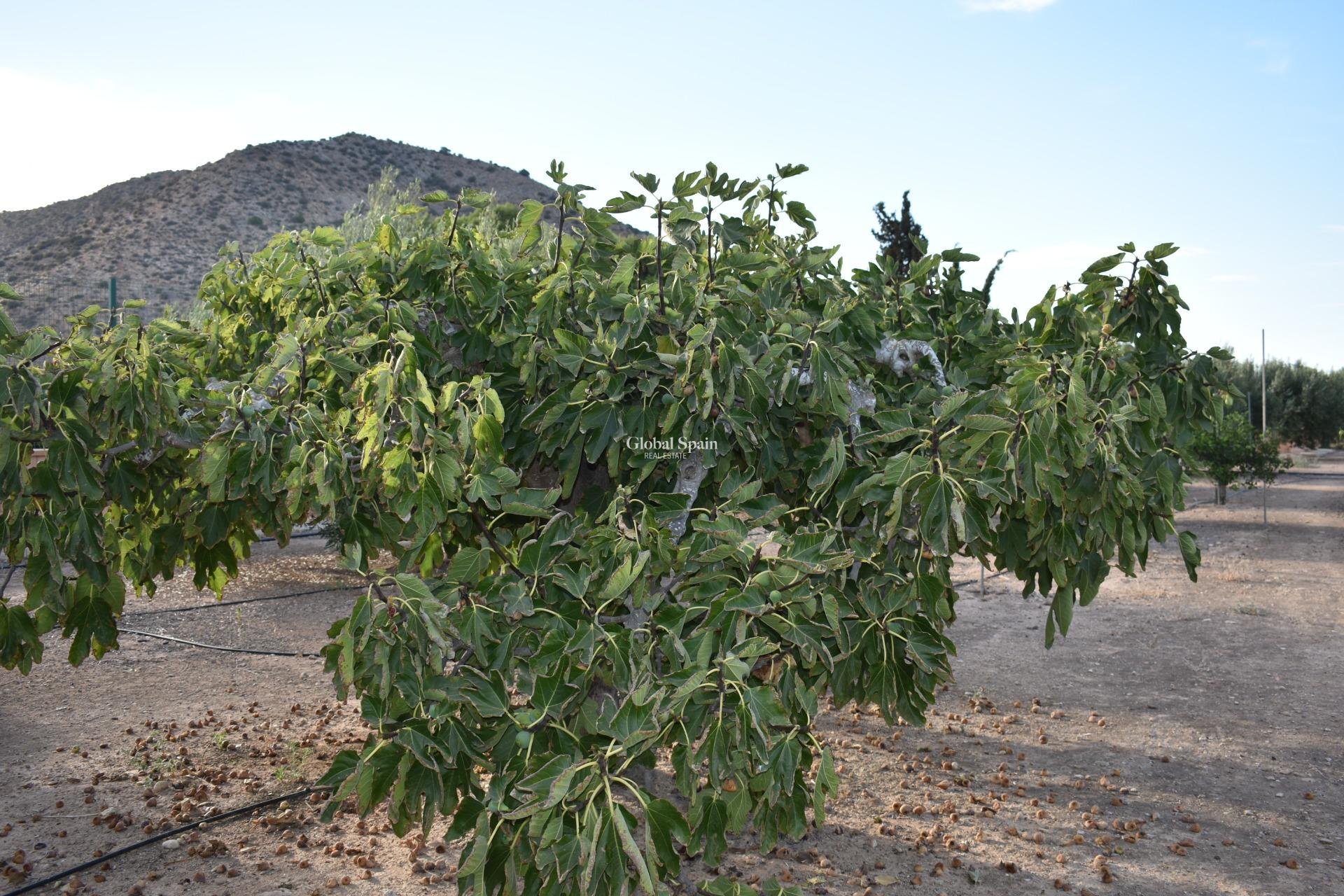 Odsprzedaż - DOM -
TORRE PACHECO - 