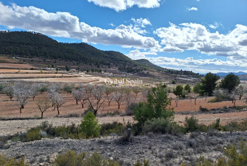 Odsprzedaż - Grunt -
Pinoso