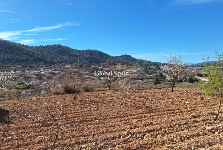 Odsprzedaż - Grunt -
Pinoso