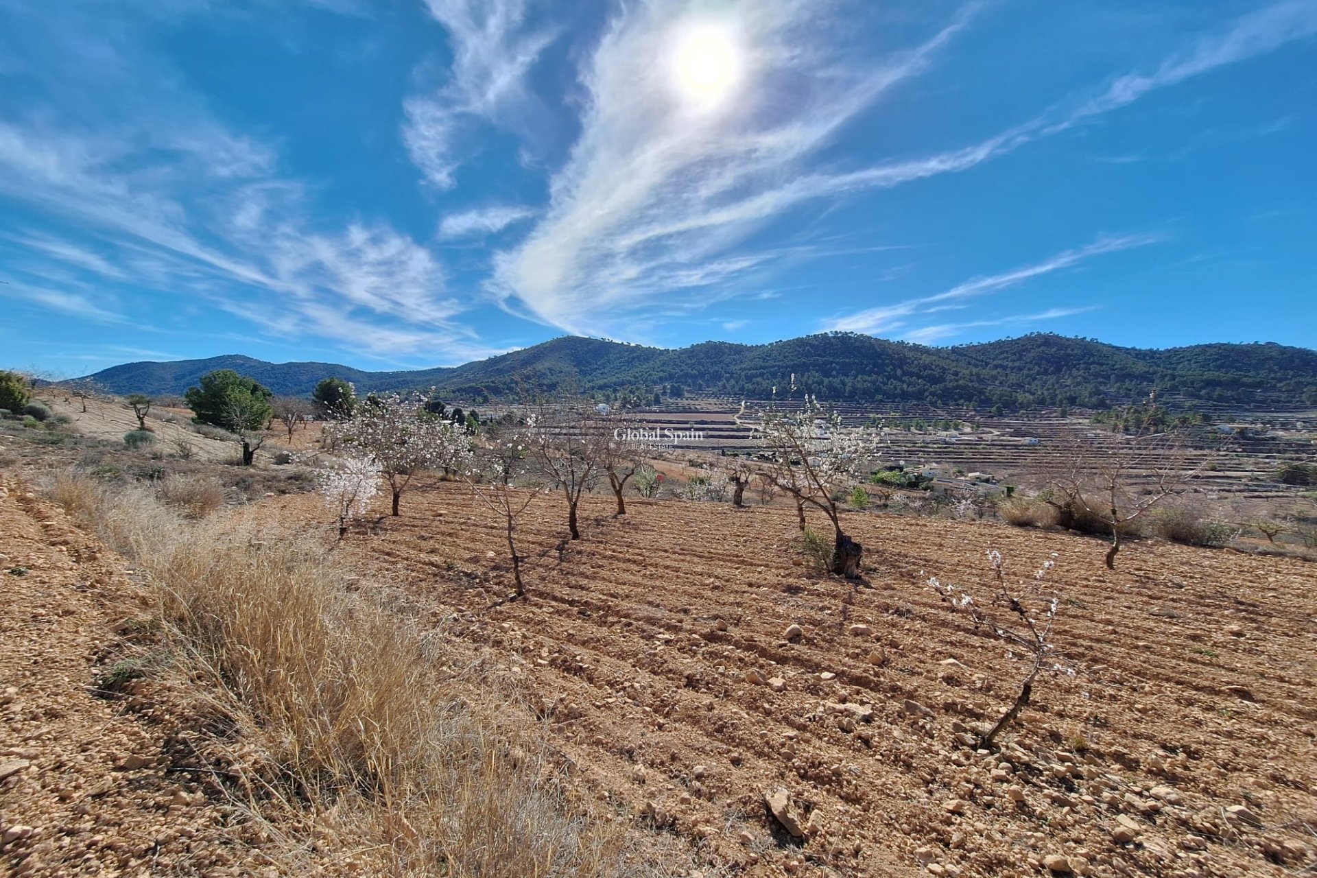 Odsprzedaż - Grunt -
Pinoso