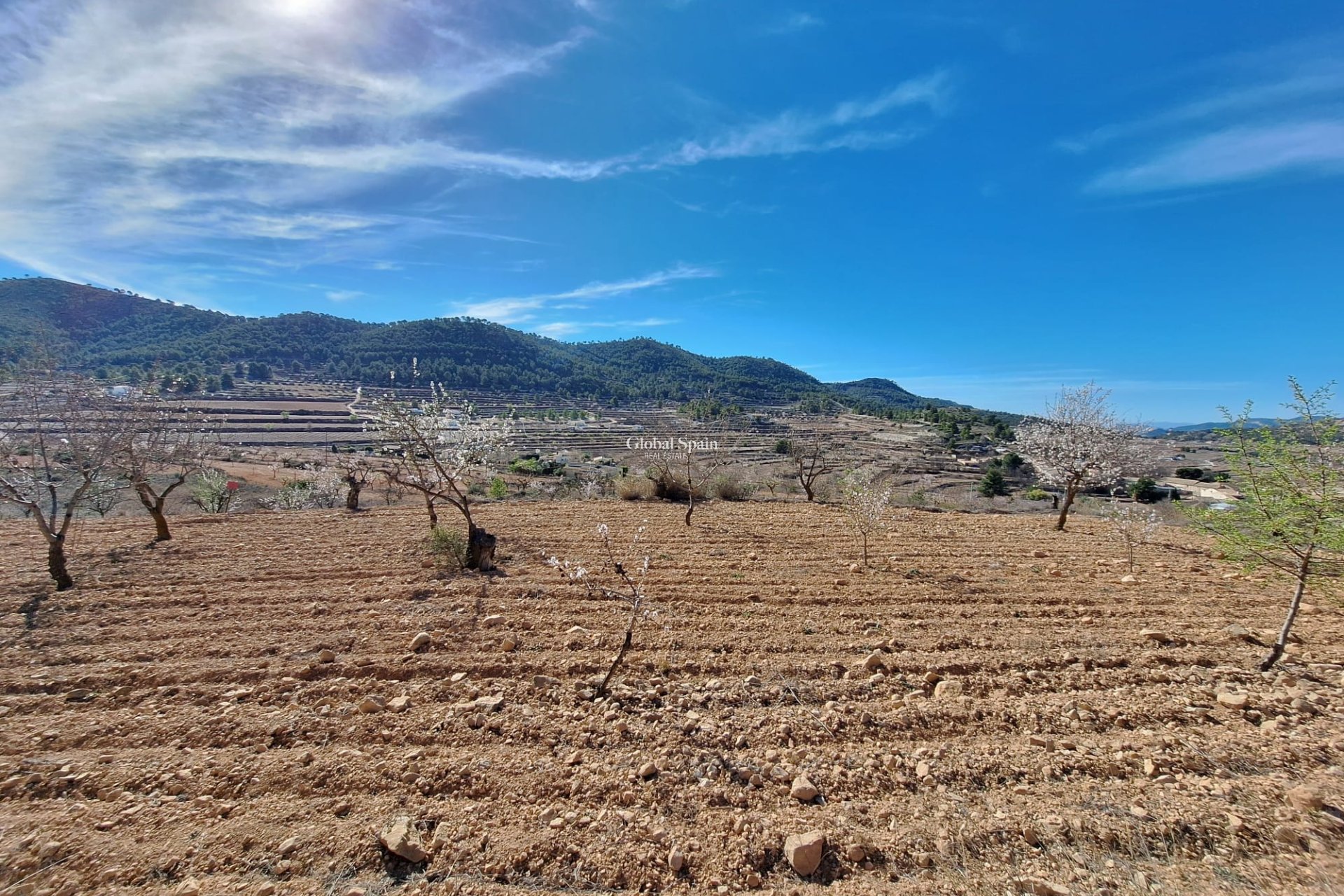 Odsprzedaż - Grunt -
Pinoso