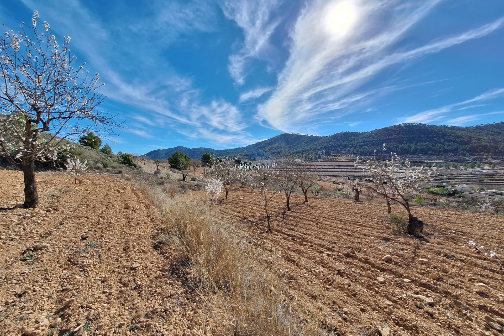 Odsprzedaż - Grunt -
Pinoso