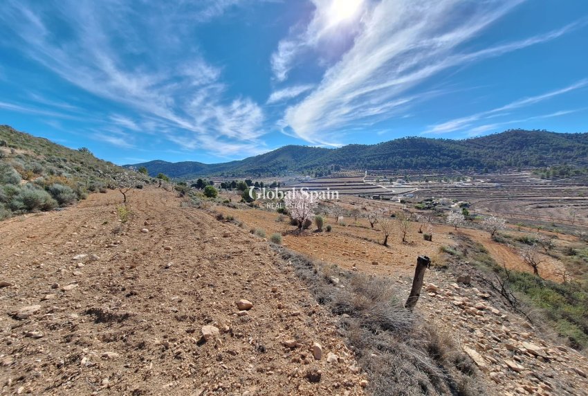 Odsprzedaż - Grunt -
Pinoso