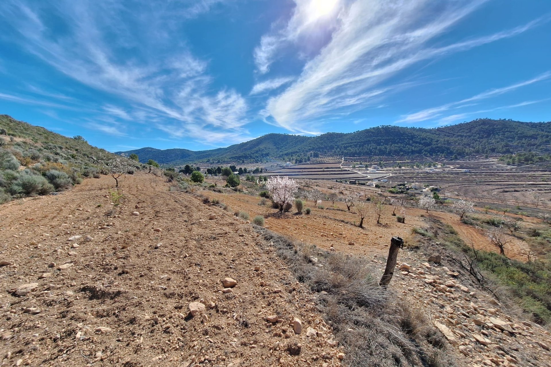 Odsprzedaż - Grunt -
Pinoso