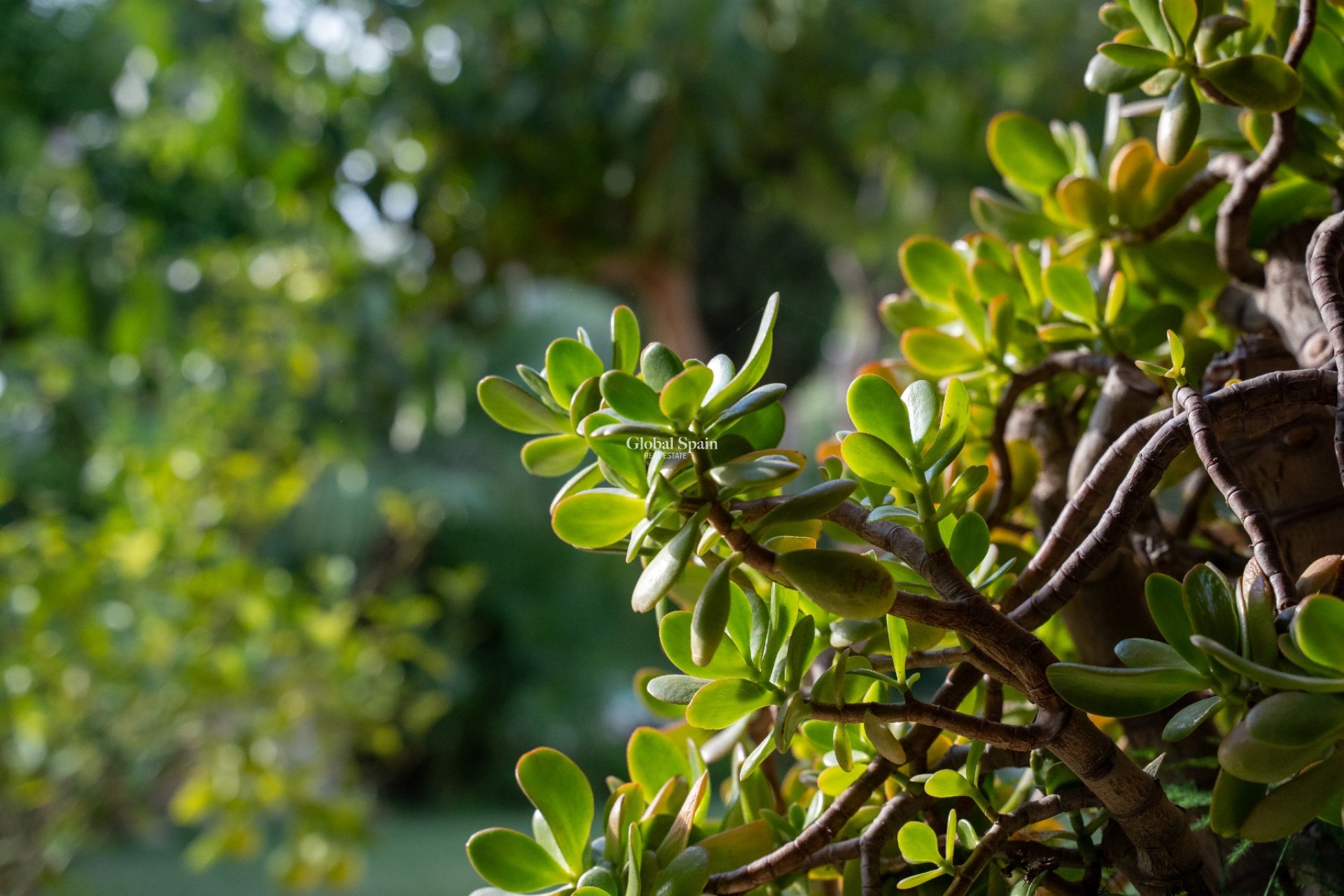 Odsprzedaż - WILLA  -
ALICANTE - Costa Blanca