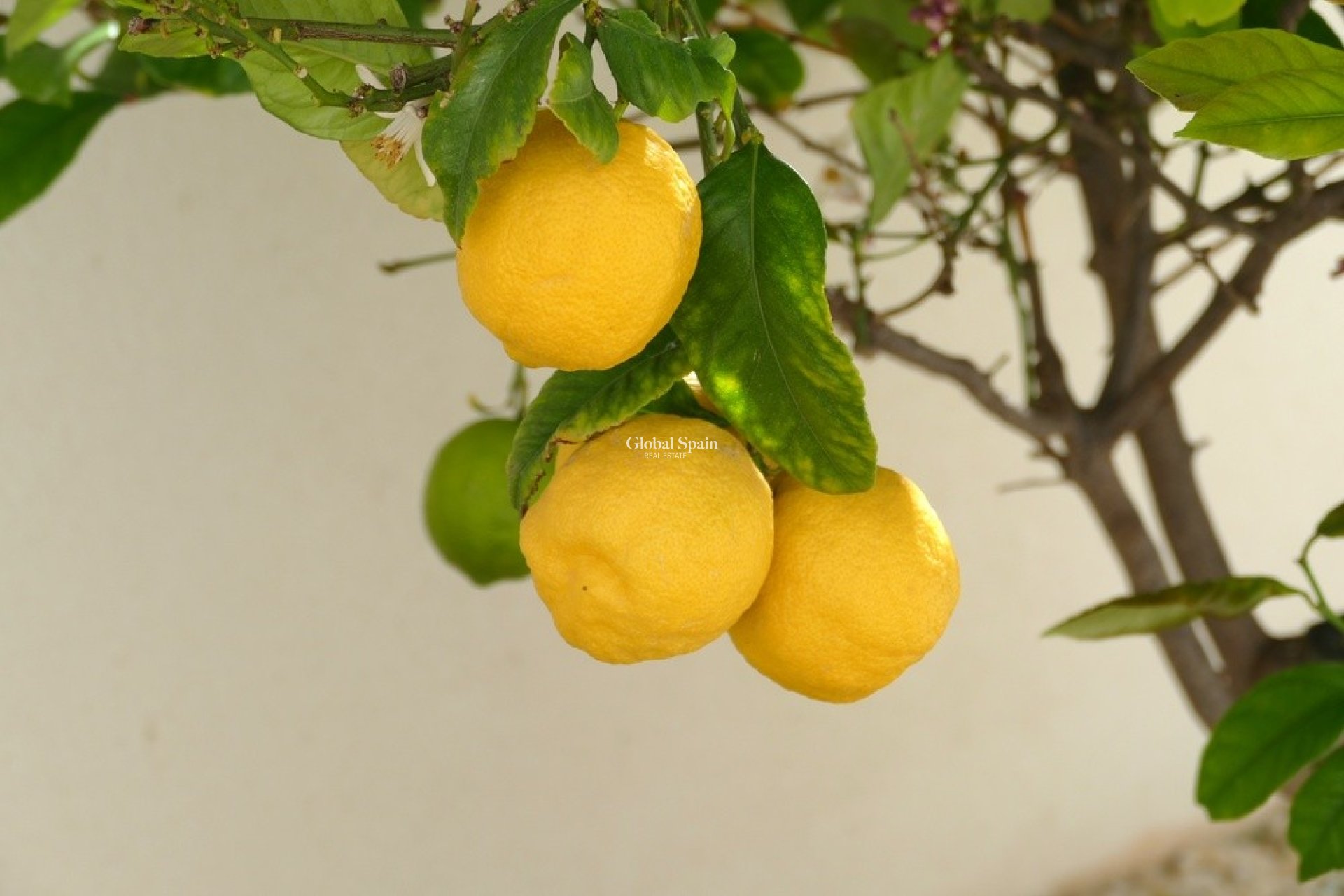 Odsprzedaż - WILLA  -
BENIJÓFAR - Costa Blanca