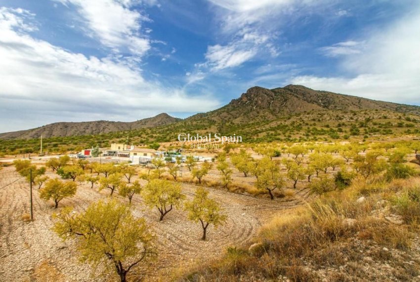 Odsprzedaż - WILLA  -
JUMILLA - Inland