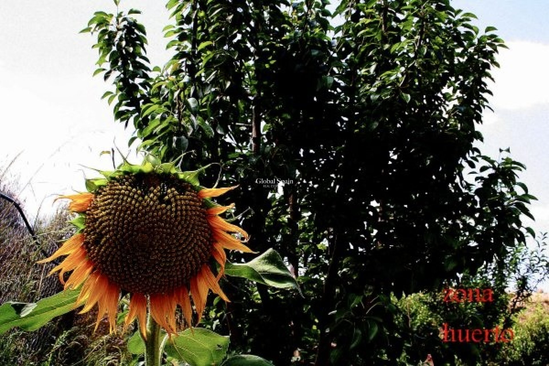 Odsprzedaż - WILLA  -
MURCIA - Inland