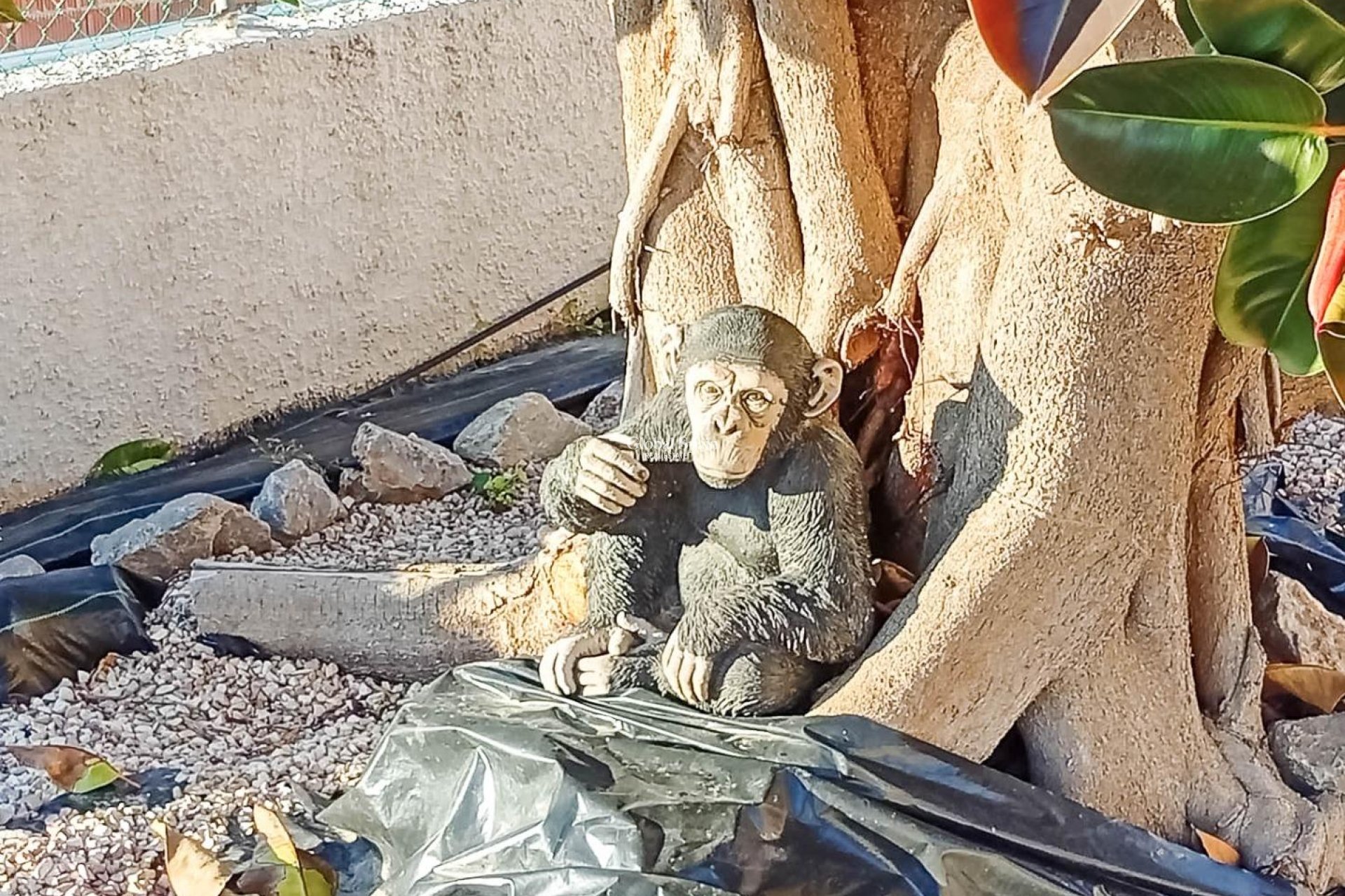 Odsprzedaż - WILLA  -
TORREVIEJA - La Siesta