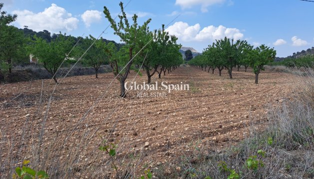 PARCELLE DE TERRAIN - Revente - PINOSO -
                Pinoso