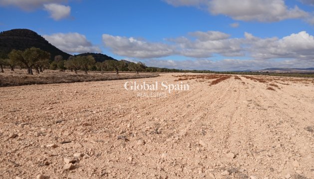 PARCELLE DE TERRAIN - Revente - YECLA -
                Inland