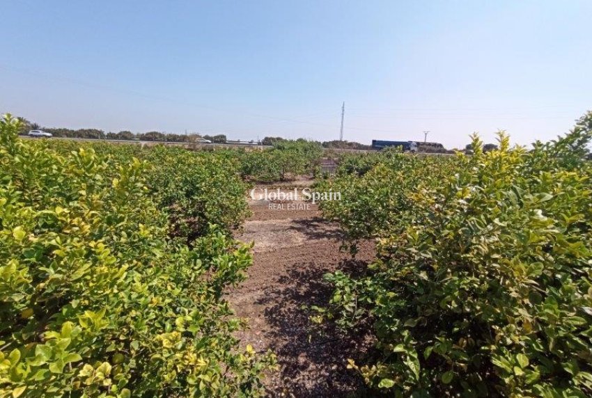 Resale - Finca Country Property -
SAN MIGUEL DE SALINAS - San Miguel de Salinas