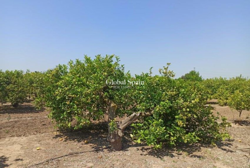 Resale - Finca Country Property -
SAN MIGUEL DE SALINAS - San Miguel de Salinas