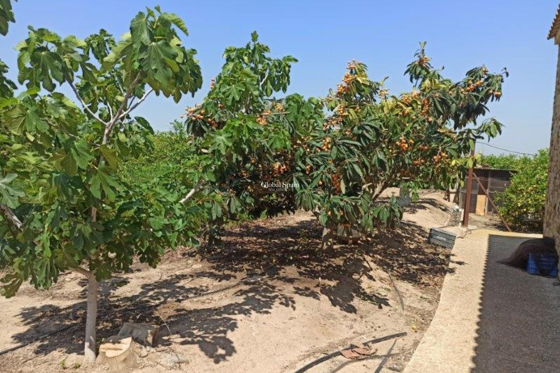 Resale - Finca Country Property -
SAN MIGUEL DE SALINAS - San Miguel de Salinas