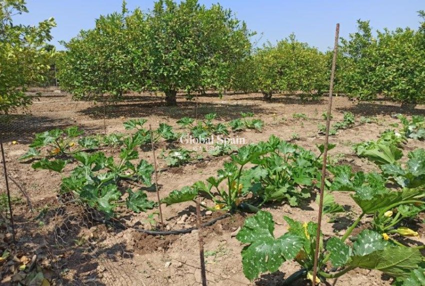 Resale - Finca Country Property -
SAN MIGUEL DE SALINAS - San Miguel de Salinas