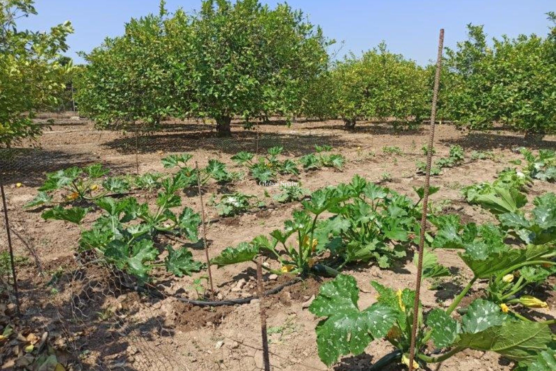 Resale - Finca Country Property -
SAN MIGUEL DE SALINAS - San Miguel de Salinas