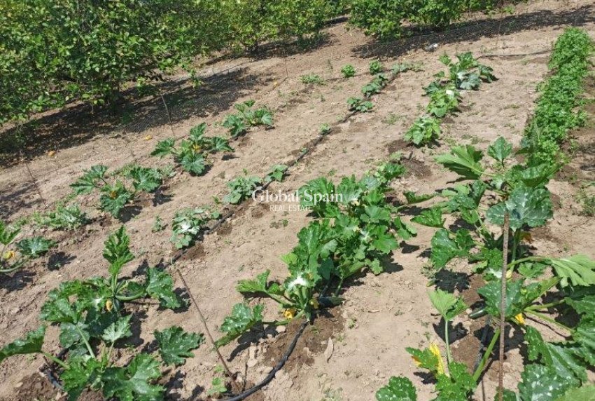 Resale - Finca Country Property -
SAN MIGUEL DE SALINAS - San Miguel de Salinas