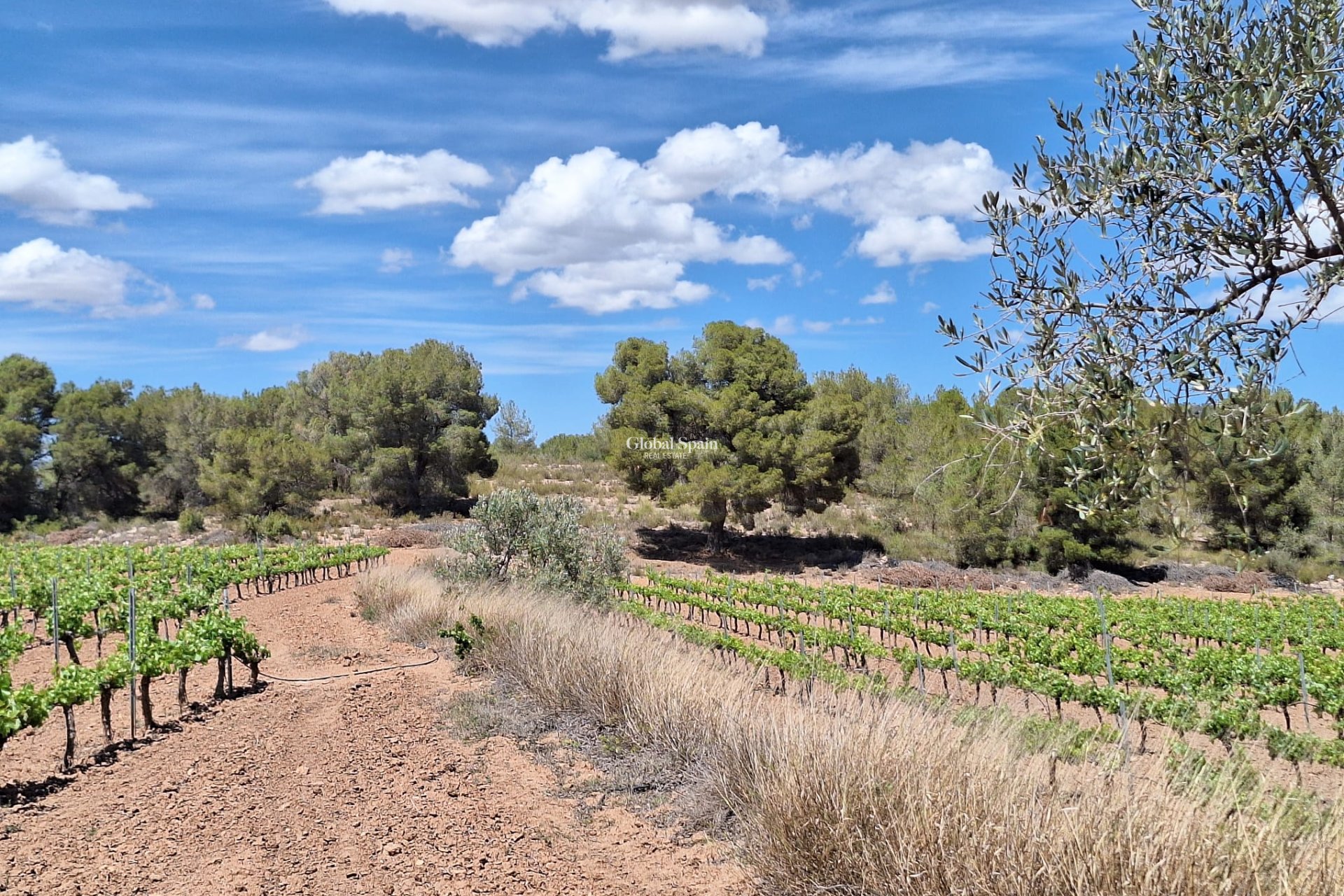 Resale - Grond -
Pinoso