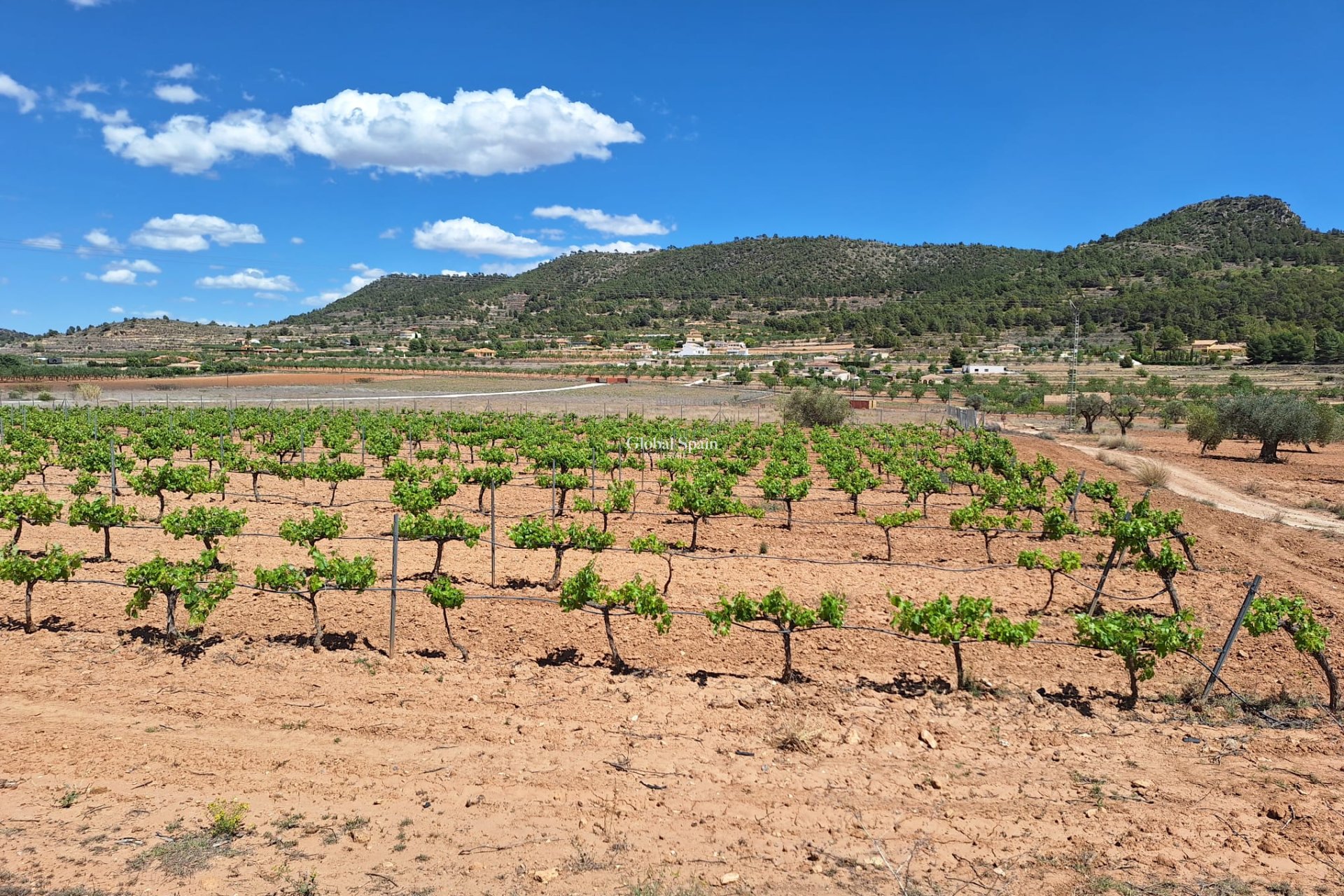 Resale - Grond -
Pinoso