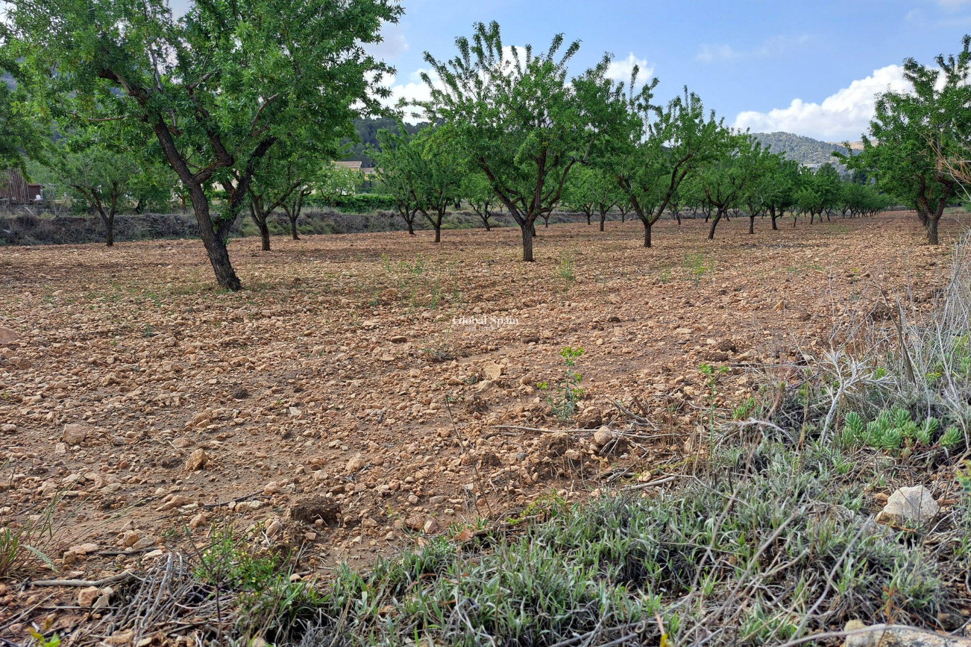 Resale - Grond -
Pinoso