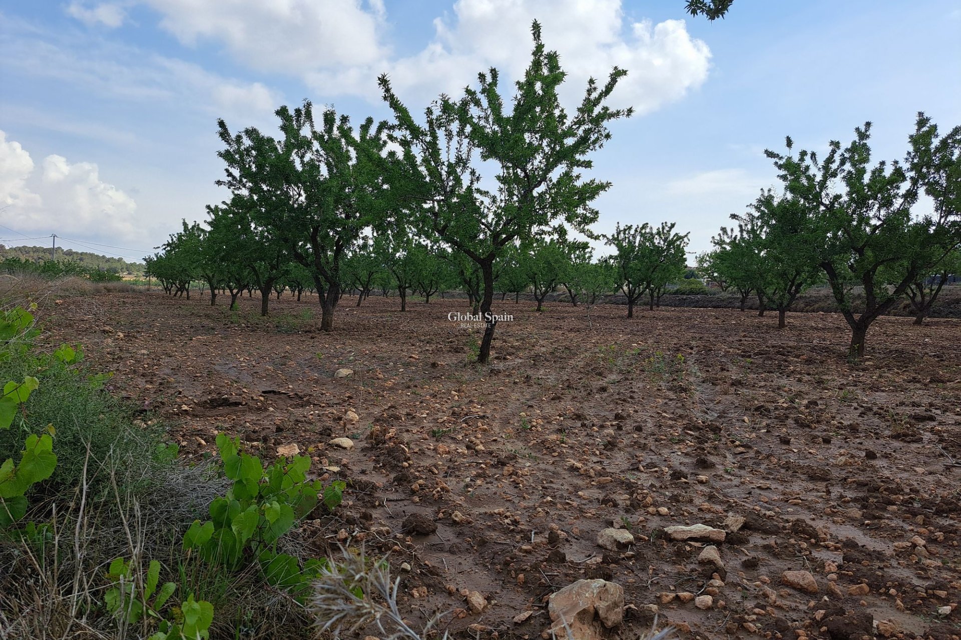 Resale - Grond -
Pinoso