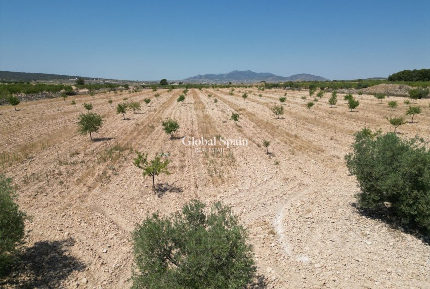 Resale - Grond -
Pinoso