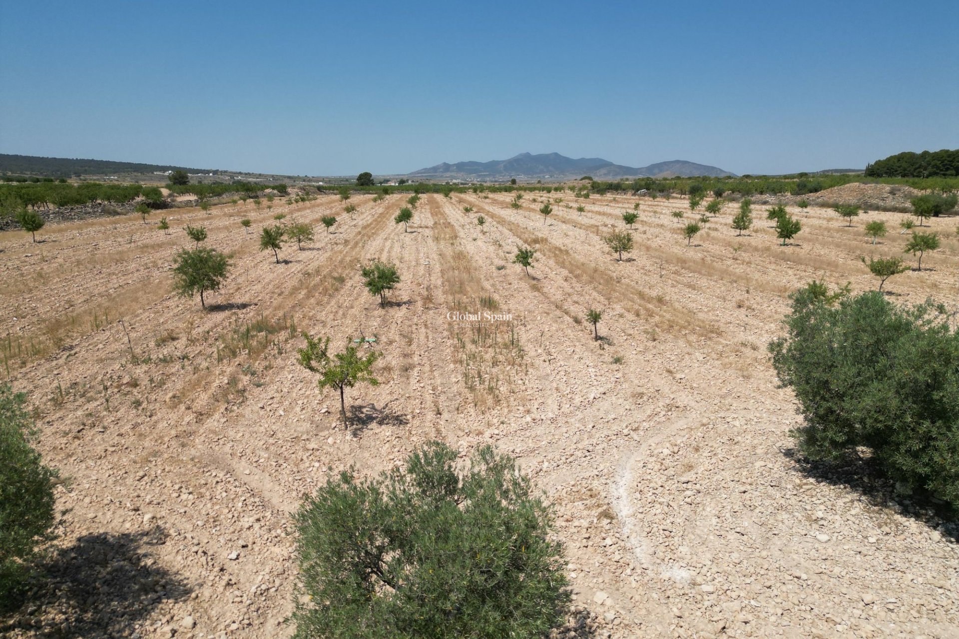 Resale - Grond -
Pinoso