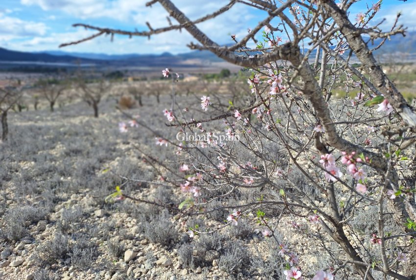 Resale - Grond -
Salinas