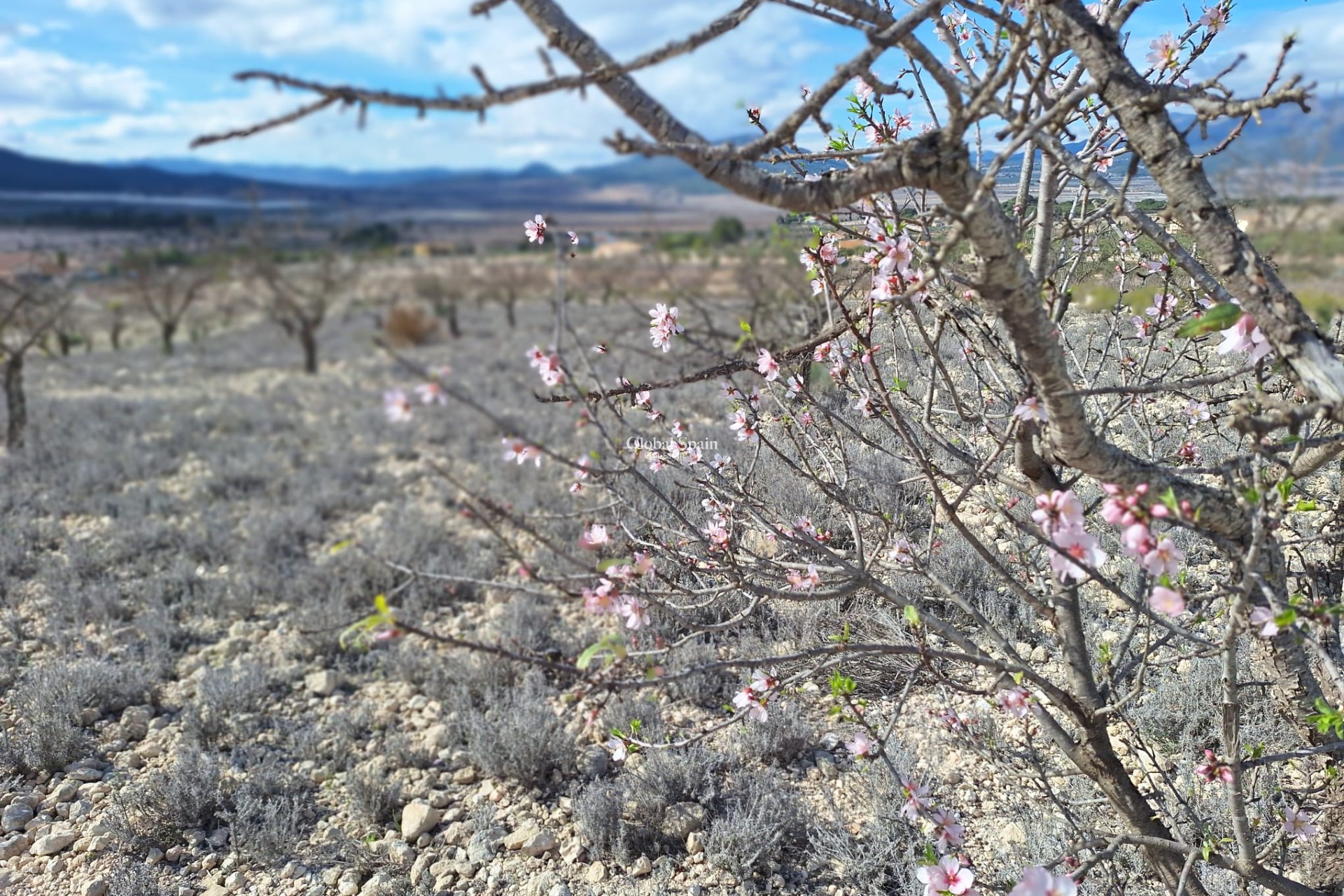 Resale - Grond -
Salinas