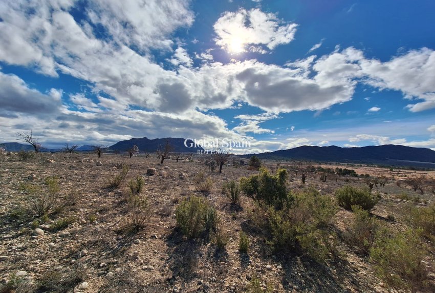 Resale - Grond -
Salinas