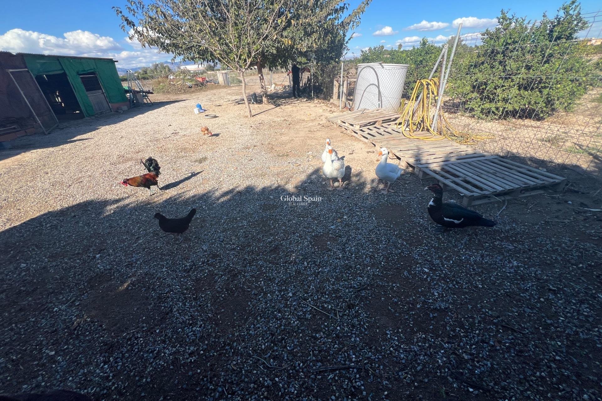 Resale - HOUSE -
DOLORES - Comunidad Valenciana