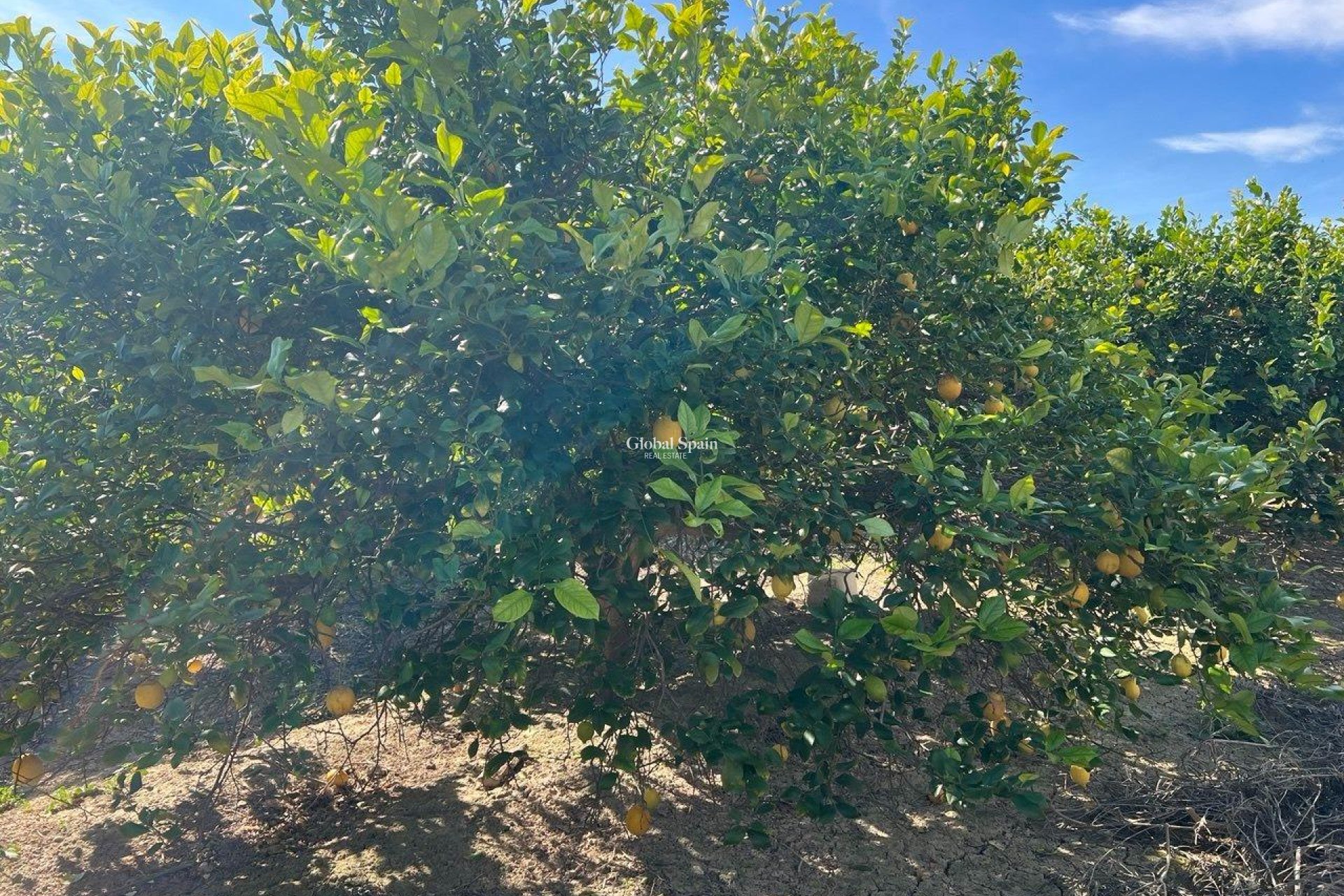 Resale - HOUSE -
LOS MONTESINOS - Comunidad Valenciana