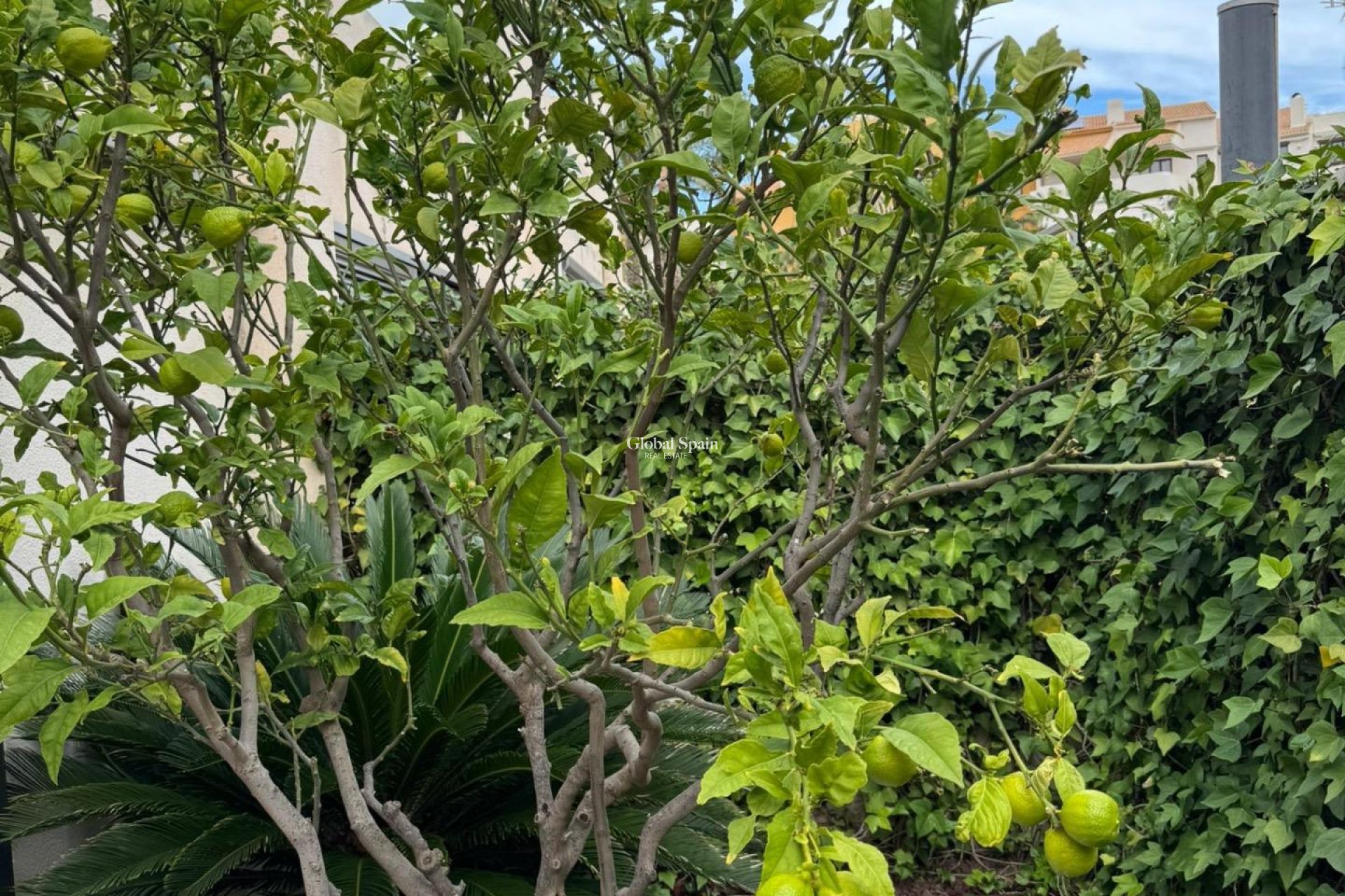 Resale - HOUSE -
TORREVIEJA - Punta Prima