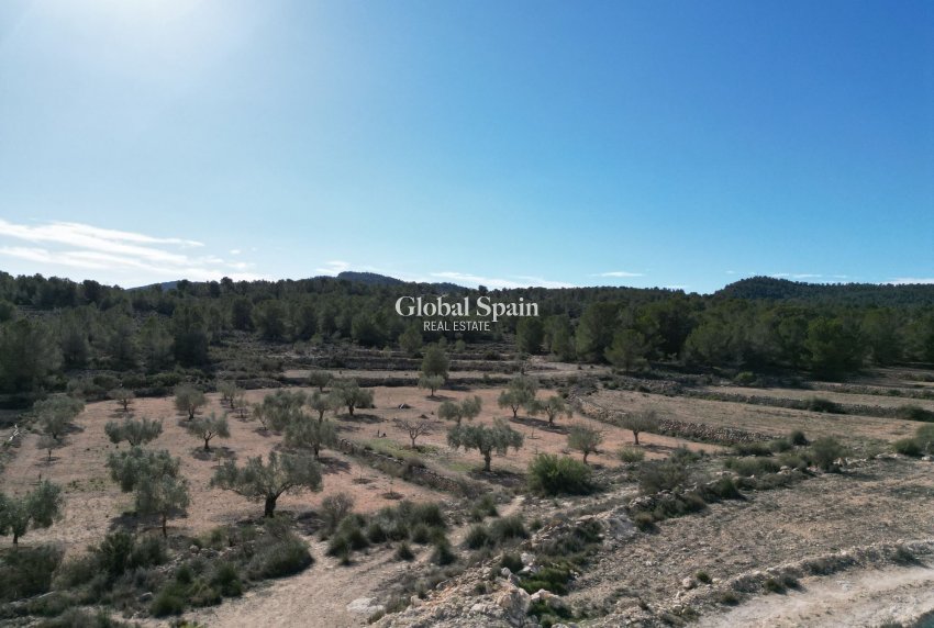 Resale - LAND -
MONÓVAR - Monovar